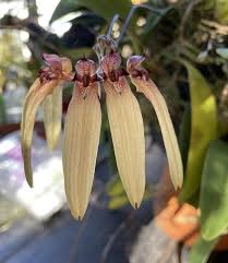 Image result for Bulbophyllum longiflorum