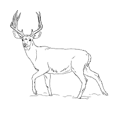 Maybe you would like to learn more about one of these? Leuk Voor Kids Een Hert Kijkt Schichtig Op