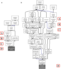 Example Of The Go Hierarchy Taken From The Ancestor Chart