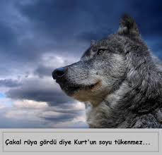 Kurt Sozleri Kurtlarla Ilgili Sozler Kurt Ile Ilgili Sozler Gelecekten Net