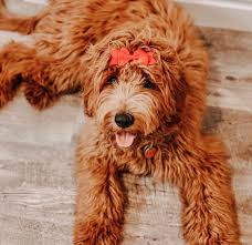 Many breeders in the united states use field retrievers to produce their goldendoodles. Vintage Doodles Goldendoodles Goldendoodles Puppies Breeder