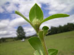 Image result for Richardia brasiliensis