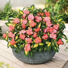 Image result for Impatiens sylvicola