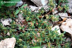 Image result for Trianthema