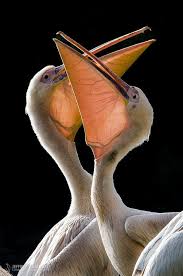 Small Bird With Big Mouth American White Pelican 55 70 1 4 1 8 M W 8 2 4 M A Huge White Bird With A Long Flat Bill And Black Wing Tips Beautiful Birds Pet Birds Bird Feathers