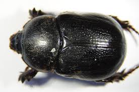 Image result for Pentodon