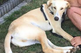 Linux war von einer lokalen tierfreundin in. Willi Sucht Schnell Ein Neues Zuhause Tierschutz Fur Willich E V