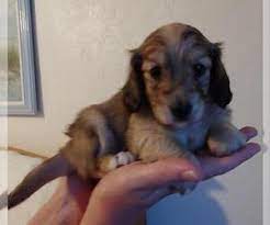 Get great deals on ebay! View Ad Dachshund Puppy For Sale Near Colorado Northglenn Usa Adn 200253