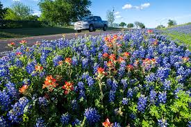 Planting Bluebonnets