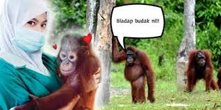 Ride to orangutan island is a 15 minutes ride and itself offers a memorable experience to the. Pulau Orang Utan Di Bukit Merah Perak
