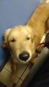 What to Do If Your Dog's Face Is Swelling - architektenkombinatie.nl