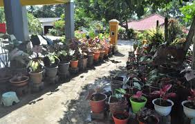 Model rumah kampung yang terakhir ini memiliki lahan yang sangat luas sehingga selain rumahnya berukuran besar, ada juga halaman yang cukup lapang. Dari Suka Suka Kini Halaman Rumah Cikgu Masni Dihiasi Ratusan Jenis Pokok Keladi Astro Awani