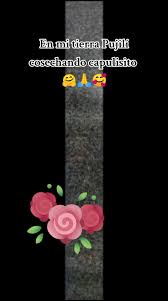 Cosechando Capulisito en Pujilí