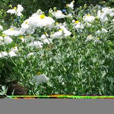Pavot En Arbre Romneya Coulteri Vivace Vigoureuse A Base Ligneuse Touffue Aux Grandes Fleurs De Pavots Blancs Vivaces Grandes Fleurs Fleur De Pavot