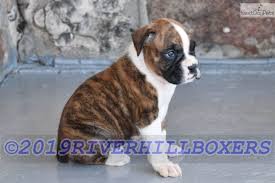 Hi my name is brad and i would like to tell you a little about us here at missouri puppies. Toby Boxer Puppy For Sale Near Springfield Missouri F6404560 23f1