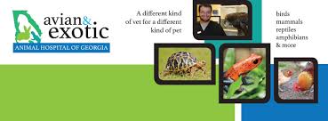 We exclusively treat birds and exotic pets. Avian And Exotic Animal Hospital Of Georgia Home Facebook