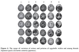 Quantification Of Japanese Quail Eggshell Colour By Image