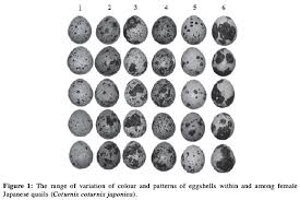 quantification of japanese quail eggshell colour by image