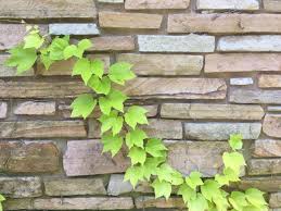Boston ivy does well on houses, trellis' or even on the trunks of large trees, and the vine will even trail along the garden floor as a groundcover if you prefer! Fenway Park Boston Ivy Boyd Nursery Company