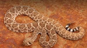 Find the perfect diamondback rattlesnake stock photos and editorial news pictures from getty images. Rattlesnake San Diego Zoo Animals Plants