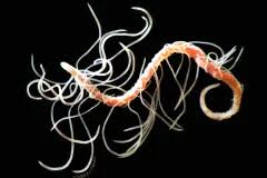 Image result for Acritochaete