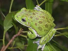 Image result for Hippocratea graciliflora