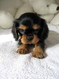 I Just Called To Say I Love You King Charles Cavalier Spaniel Puppy Cavalier King Charles Dog King Charles Puppy