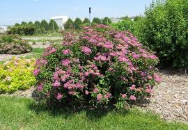 Image result for Spiraea x bumalda ´Crispa