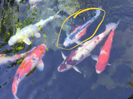For more info please visit: Is This Koi Holding Eggs Or Sick