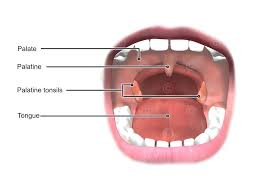 Image result for tonsilla palatina