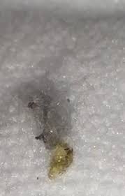 We're a uk based team with an appreciation for european cars. Infestation Of Little Black Bugs