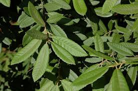 Image result for Daknopholis