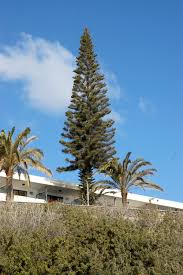 Image result for Araucaria columnaris