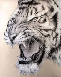 pin by northern light on ライオン 虎 豹 big cats art tiger artwork tiger drawing
