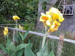 Gambar Bunga Pisang Hias Beautiful Banana Flower Yellow Indahnya Bunga Pisang Hias Kuning Pohon Pisang Kipas Pohonnya Para Pe Di 2020 Bunga Menggambar Bunga Menanam