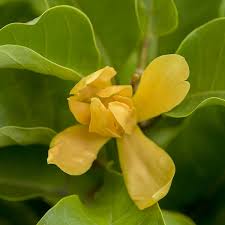 Image result for Magnolia champaca