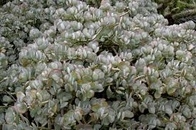 Image result for Crassula alsinoides