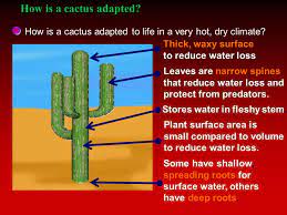 Cacti plants know best how to maneuver around them. Adaptation L O To Understand How Plants And Animals Are Adapted For Survival Ppt Download