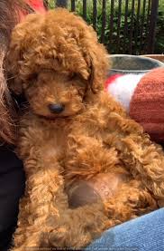 Find red poodle in dogs & puppies for rehoming | find dogs and puppies locally for sale or adoption in canada : Redteddybear Poodle Puppies Redteddy Poodle Puppies