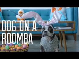 The boston terrier is a lively little companion recognized by his tight tuxedo jacket, sporty but the boston terrier has a compact and muscular body. Dog On A Roomba Easter Edition Youtube