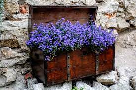 Lobelia Erinus Trailing Lobelia