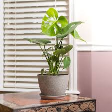 Image result for Monstera