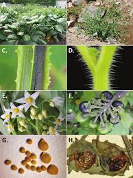 Image result for Solanum grossidentatum