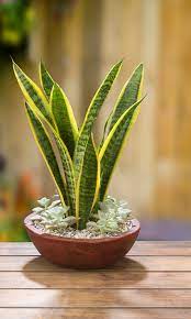 Check spelling or type a new query. Pin On Disena Tu Jardin