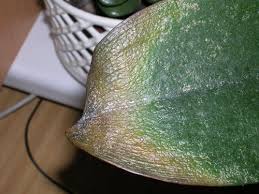 Image result for puklice na orchideích obrázek