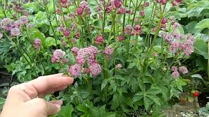 Image result for Astrantia majon `Abbey Road`