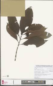 Image result for Psychotria hypsophila