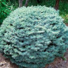 Home > encyclopedie > picea engelmannii 'blue magoo'. We Re Sorry But Kwekerijmeuter Doesn T Work Properly Without Javascript Enabled Please Enable It To Continue Kwekerij Meuter Logo Kwekerij Meuter Menu Sortiment Uber Uns Kontakt Immer Auf Dem Neuesten Stand Mitteilunsblatt Picea Picea Abies