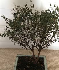 Trees What Type Of Bonsai Is This And How Do I Revive It Gardening Landscaping Stack Exchange