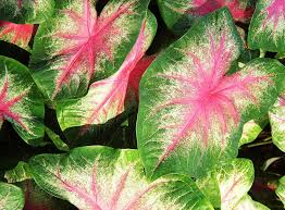 We did not find results for: Elephant Ear Bulb Perennial Bonsai Caladium Plant Pink Indoors Out Landscape Bulbs Roots Rhizomes Home Garden